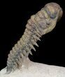 Flying Crotalocephalina Trilobite - Huge Specimen #39115-1